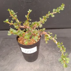 2026年最新】サルコカウロンの人気アイテム - メルカリ