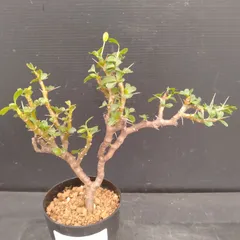 2026年最新】サルコカウロン バンデリエティアエの人気アイテム - メルカリ