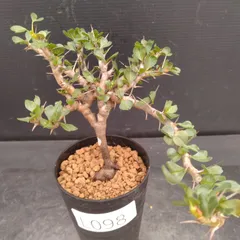 2026年最新】サルコカウロン バンデリエティアエの人気アイテム - メルカリ