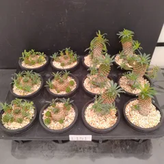 L151【新入荷！】多肉植物セット　１ケース（ガビザン・ソテツキリン・鉢植え）【多肉植物T】