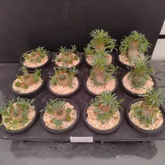 L152【新入荷！】多肉植物セット　１ケース（ガビザン・ソテツキリン・鉢植え）【多肉植物T】