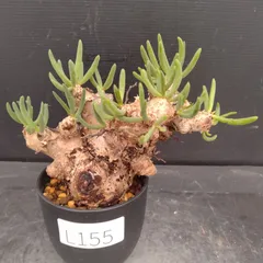 2026年最新】万物想の人気アイテム - メルカリ