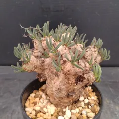 2026年最新】チレコドン レティキュラータスの人気アイテム - メルカリ