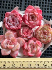 パステル系のピンク　お買い得詰め合わせ　多肉植物　エケベリア　6株セット名前付き