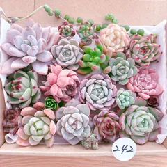 242 多肉植物寄せ植えセット