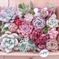 244 多肉植物寄せ植えセット