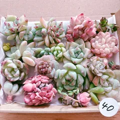 40 訳あり多肉植物