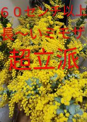 2026年ミモザアカシア 銀葉アカシア30本保水有り 追加1本100円 30