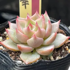 2026年最新】ミックスベリア 桃染華の人気アイテム - メルカリ