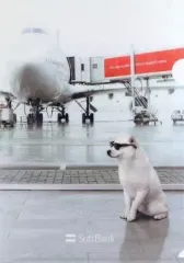 【中古】クリアファイル [単品]空港柄 クリアファイル 「SoftBank お父さんクリアファイルセット」 ノベルティグッズ