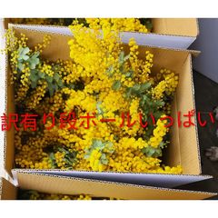 2026年ミモザアカシア 銀葉アカシア30本保水有り 追加1本100円 30
