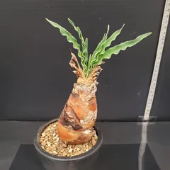 スーマン◾️鉢ごとメルカリ便◾️ブーファンディスティチャ 2026年