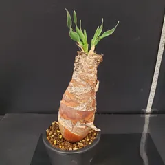 2026年最新】ブーファン ディスティチャの人気アイテム - メルカリ