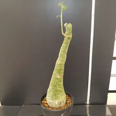 2026年最新】アデニアの人気アイテム - メルカリ