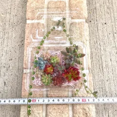 ☆多肉植物カット苗詰め合わせ❸番☆寄せ植えセット☆エケベリア小苗☆セダム☆グリーンネックレス付き☆