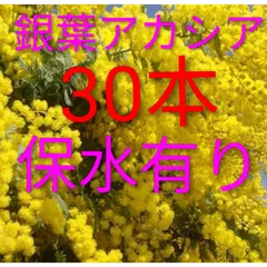 2026年ミモザアカシア　銀葉アカシア30本保水有り　追加1本100円　30センチ前後　予約販売　2月中旬以降の発送予定になります。