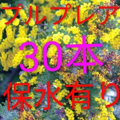 フレッシュミモザ　プルプレア　30本　保水有り　追加1本100円 　30センチ前後    2月下旬以降発送予定   予約販売