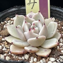 多肉植物ミックスベリア♡雪つぼみ❤︎抜き苗(根付き) - メルカリ