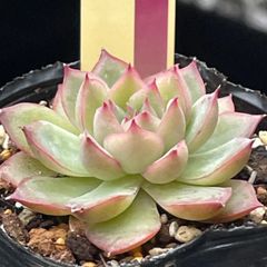 多肉植物ミックスベリア♡雪つぼみ❤︎抜き苗(根付き) - メルカリ