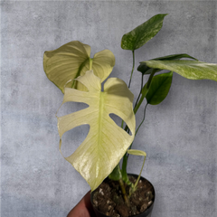 超選抜個体！モンステラ ホワイトモンスター（Monstera White Monster）