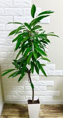 フィカス⭐️アムステルダムキング⭐️曲がり　観葉植物