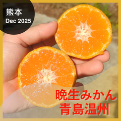 ⑩おいしいみかん「青島みかん」10kg　青島温州　晩生みかん