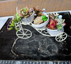 ワイヤーハンギングセット✿多肉寄せ植え✿そのまま飾れます - メルカリ