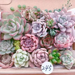 245 多肉植物寄せ植えセット