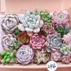 246 多肉植物寄せ植えセット