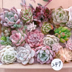 247 多肉植物寄せ植えセット