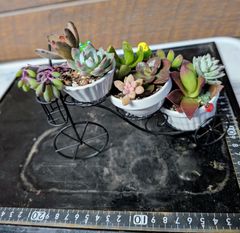 多肉植物寄せ植え♡そのまま飾れるブリキ鉢足付きとアンティーク調