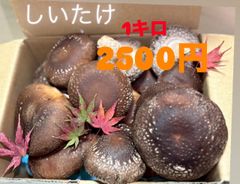愛知県産 とれたて肉厚しいたけ 1kg