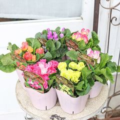 花苗 プリムラ プレミアム バラ咲きジュリアン 3.5号 イチゴミルフィーユ マスカットジュレ ブルーベリームース プリンアラモード ブライダルベル ピーチフロマージュ