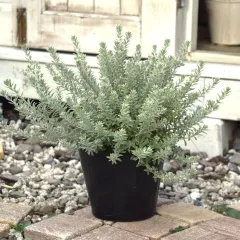 ルカ様専用ページ