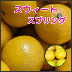 超訳あり　スウィートスプリング　10キロ　不揃い　愛媛西宇和　一部地域送料別途