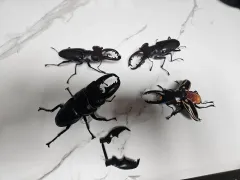 生体ガチャ カブトムシ フィギュア 4個 まとめ