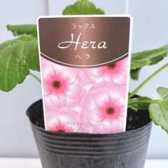 ラナンキュラスラックス ☆ アポロン - メルカリ