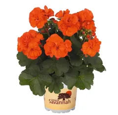 【ゼラニウム】2個まとめ売り！サバンナ・オーソーオレンジ