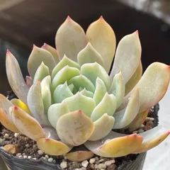 2026年最新】シャビアナの人気アイテム - メルカリ