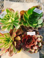 A2 アエオニウム 抜き苗 4種セット 多肉植物 名前付 根っこあり