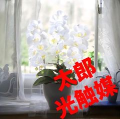 光触媒 人工観葉植物 ウォールグリーン フェイクグリーン エレガント