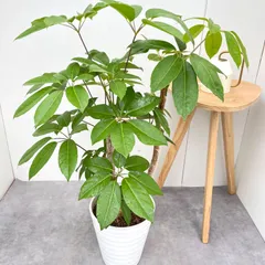 2026年最新】ブラッサイアの人気アイテム - メルカリ