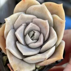 2026年最新】多肉ラブリーローズの人気アイテム - メルカリ