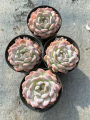 発売中　オレンジ　24株セット　抜き苗　美苗　エケベリア　多肉植物　佐川発送　Z1115