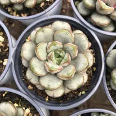 発売中　ブドウ　18株 セット　抜き苗　美苗　エケベリア　多肉植物　佐川発送　Z1222