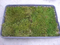 2026年最新】ハイゴケの人気アイテム - メルカリ