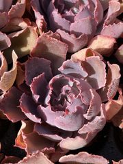 X239×50苗 バンカ 土付き 多肉植物 アエオニウム エケベリア サボテン 韓国苗 2026/1/21