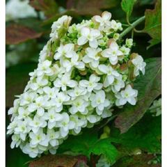 カシワバアジサイ スノーフレーク 4.5号ポット