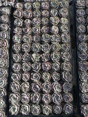 X337×72苗 ブルーサプライズ 土付き 多肉植物 アエオニウム エケベリア サボテン 韓国苗 2026/1/22