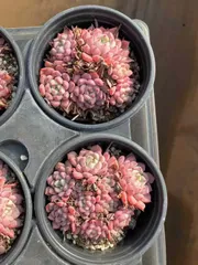 Z112×18株 カワイイアワ 抜き苗 多肉植物 アエオニウム エケベリア サボテン 韓国苗 2026/1/24